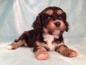 Female Cavachon Puppy for sale Iowa Breeder 2012